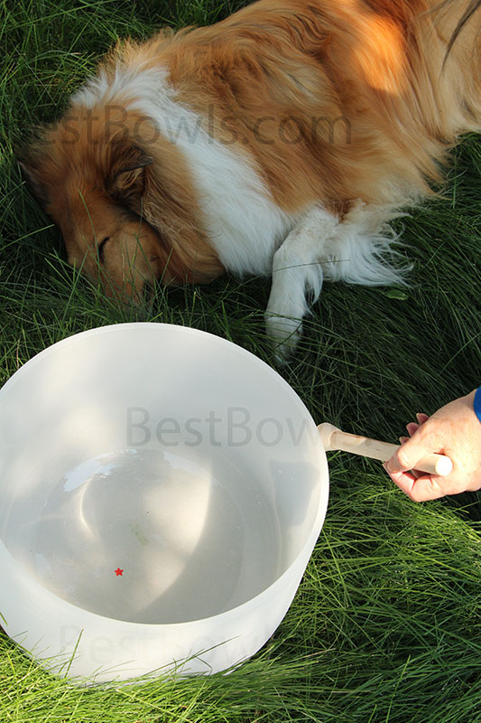 dog sleeping nearby crystal bowl